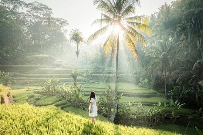 Full-Day Ubud Private Tour - Monkey Forest - Waterfall - Free Wifi - Tour Highlights and Inclusions