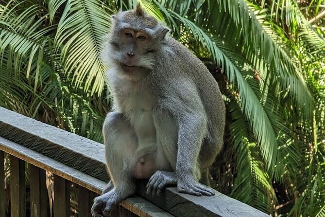 Full Day Ubud Tanah Lot Uluwatu All Inclusive Private Tour - An In-Depth Look at the Itinerary