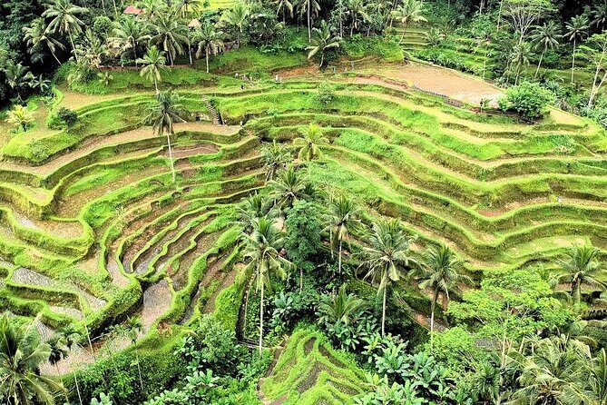 Full day Ubud Tour Bali Rafting, Monkey Forest and Rice Terrace - Authentic Experiences & Additional Insights