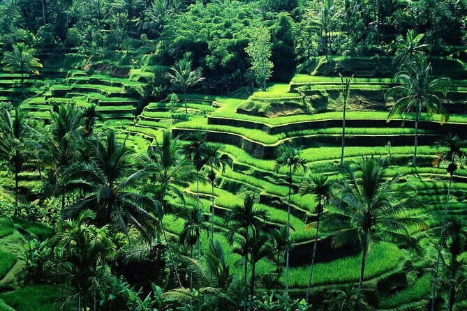 Full Day Ubud trip ATV Monkey Forest Tegalalang Rice Terrace - A Detailed Look at the Ubud Full Day Tour Experience