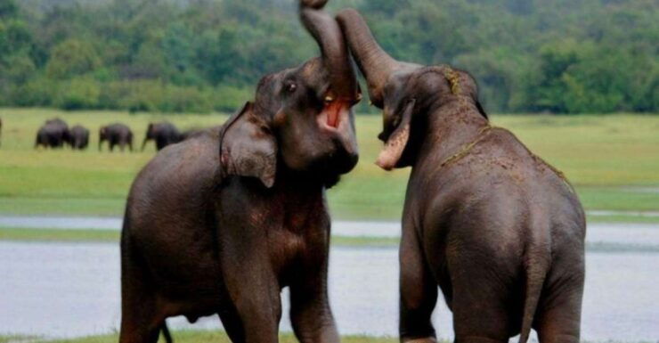 Full Day Udawalawe Safari Adventure With Lunch (Private) - Booking Details