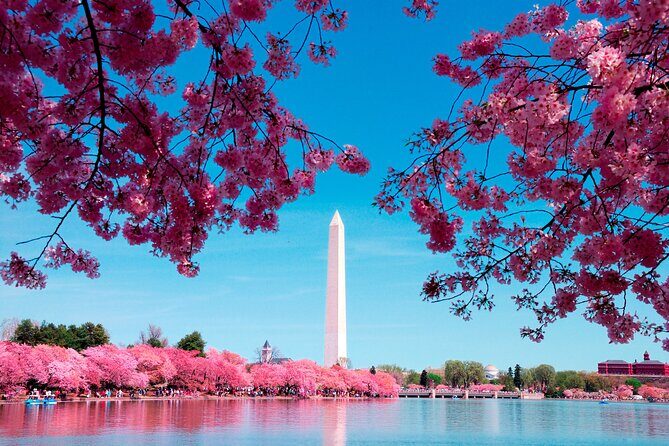 Full Day US Capitol Visit with Cherry Blossom & Potomac Cruise - A Deep Dive into the Itinerary