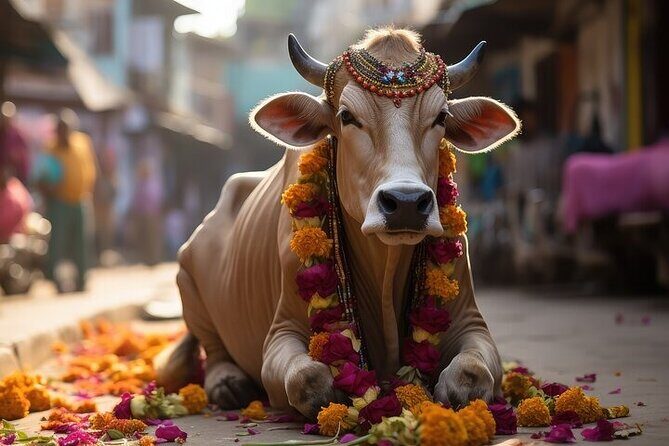 Full Day Varanasi Private Tour with Temples, Ghats and Rituals - What Reviewers Say (From Actual Feedback)