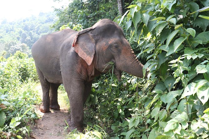 Full Day Visit Chiang Mai Eco Elephant Care - Overview of the Elephant Care Project