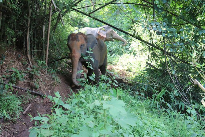 Full Day Visit Chiang Mai Eco Elephant Care - Duration and Location