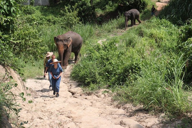 Full Day Visit Chiang Mai Eco Elephant Care - Common Questions