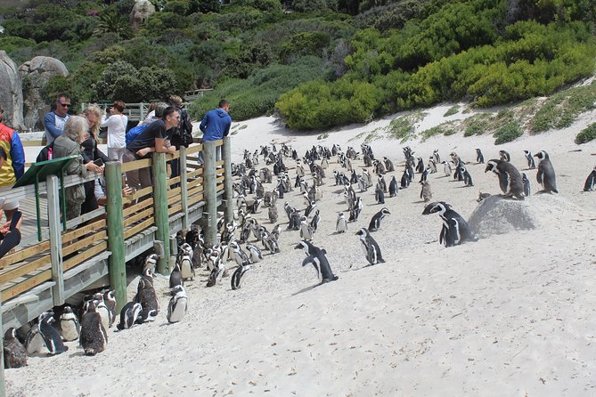 Full Day Visit to Cape Point Cape of Good Hope for Special Needs From Cape Town - Recommended Itinerary