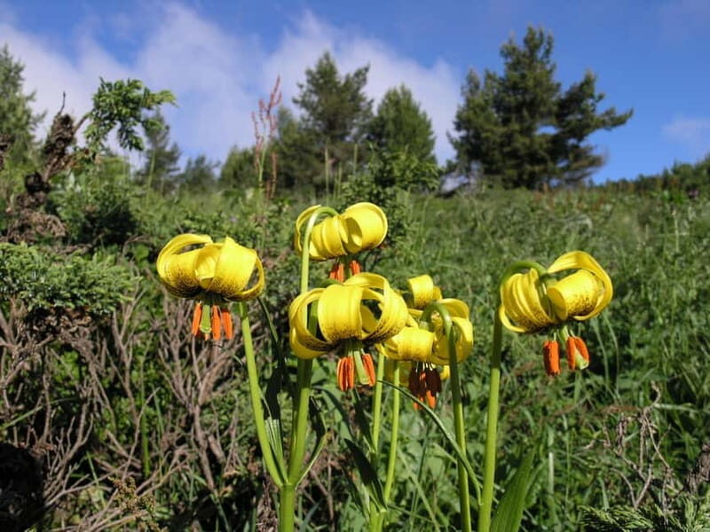 Full-Day Vitosha and Cherni Vruh Peak Hiking Tour - The Value Proposition: Is It Worth It?