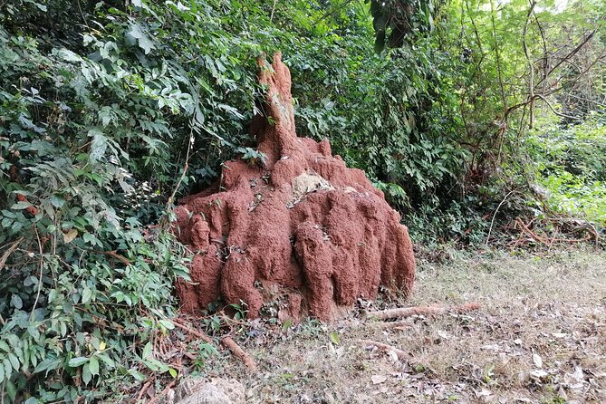 Full-Day Volta Experience ( Mount Gemi and Monkey Sanctuary) Private Tour - Private Tour Experience