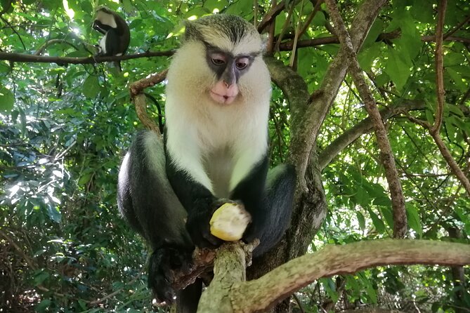 Full-Day Volta Experience ( Mount Gemi and Monkey Sanctuary) Private Tour - Customer Review