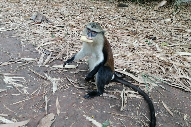 Full-Day Volta Experience ( Mount Gemi and Monkey Sanctuary) Private Tour - Tour The Sum Up