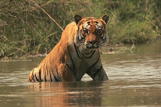 Full Day walking safari at Bardia National Park With LUNCH &GUIDE - FAQ