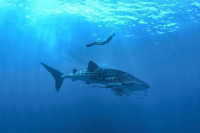 Full-Day Whale Shark Snorkeling Adventure with Beach Lunch - Good To Know