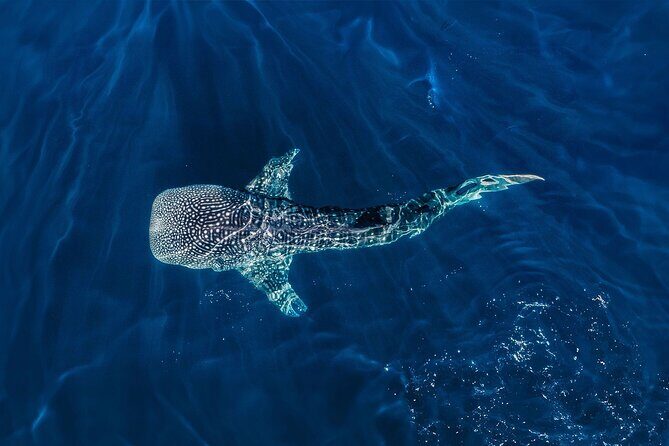 Full-Day Whale Shark Snorkeling Adventure with Beach Lunch - What to Expect on Your Whale Shark Snorkeling Day