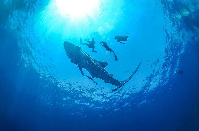 Full-Day Whale Shark Snorkeling Adventure with Beach Lunch - FAQ