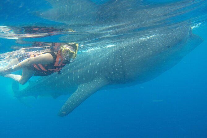 Full-Day Whale Shark Tour Puerto Morelos with Pickup and Lunch - Good To Know  