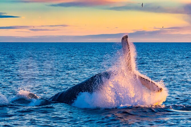 Full-Day Whale Watching and Golden Circle Shared Tour in Iceland - Duration and Pickup Details
