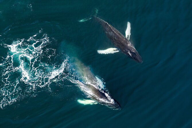 Full-Day Whale Watching and Golden Circle Shared Tour in Iceland - Shared Tour Details