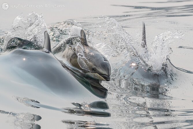 Full Day Whale Watching Campbell River - What to Expect on Your Whale Watching Adventure
