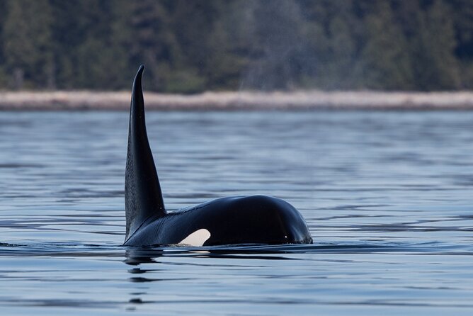 Full Day Whale Watching Campbell River - Flexible Cancellation Policy
