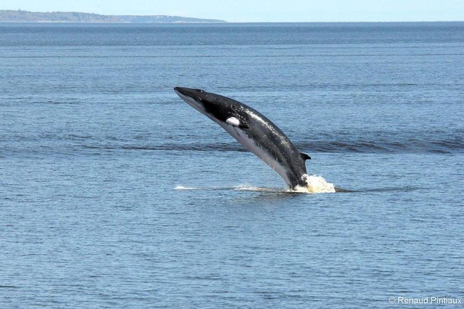 Full-Day Whale Watching Cruise From Quebec City - Tour Overview