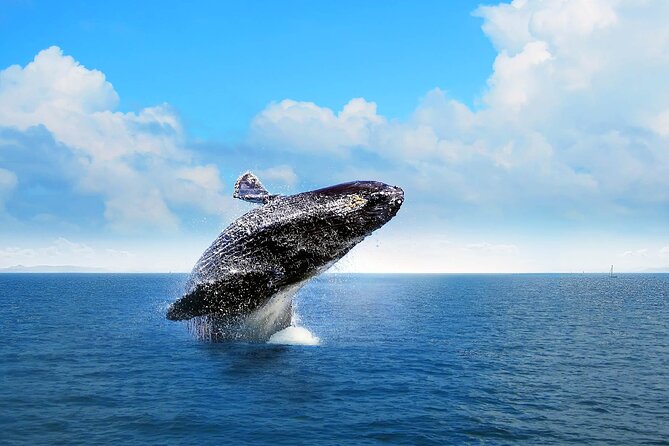 Full-Day Whale Watching Tour in Samana Bay From Punta Cana - Tour Overview