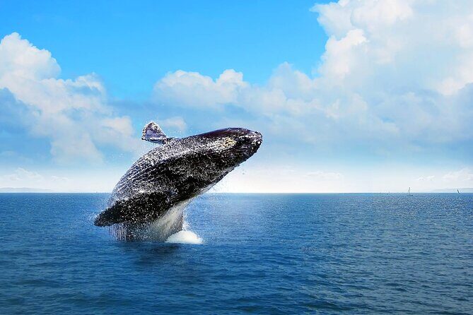 Full-day Whale watching Tour in Samana Bay from Uvero Alto - Good To Know