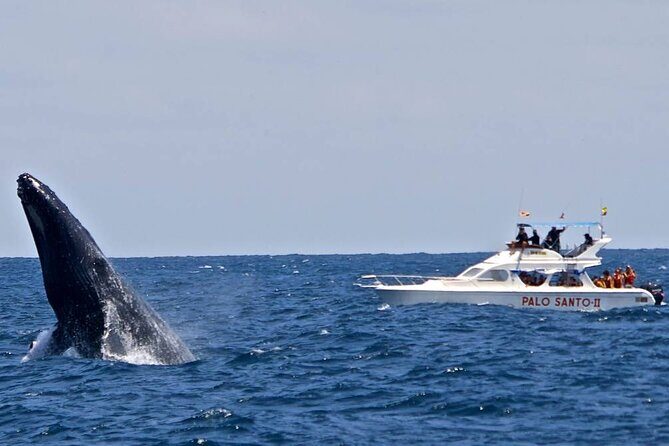 Full-day Whale watching Tour in Samana Bay from Uvero Alto - Detailed Breakdown of the Itinerary