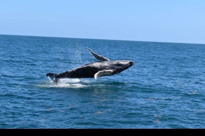 Full-day Whale watching Tour in Samana Bay from Uvero Alto - Value and Pricing Analysis