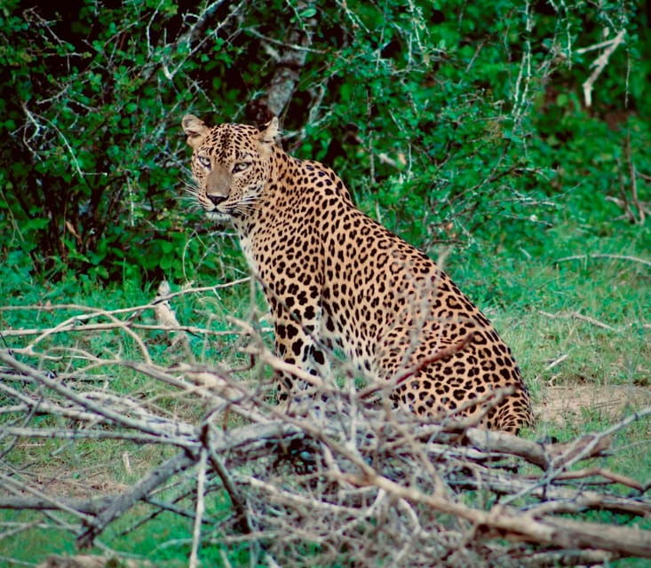 Full-Day Wild Safari in Kumana National Park - Good To Know