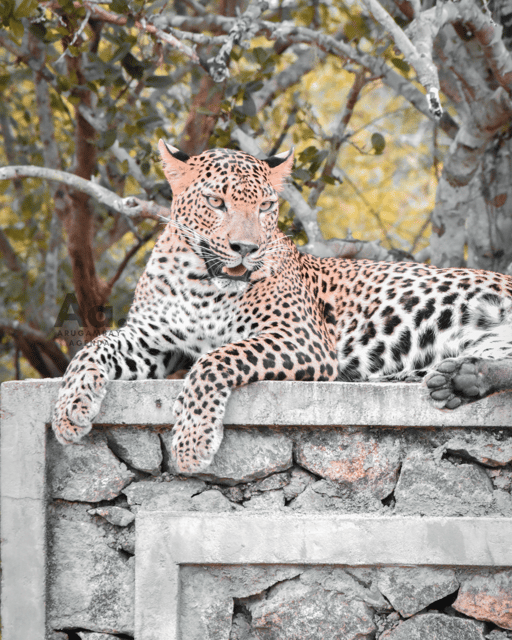 Full-Day Wild Safari in Kumana National Park - Wildlife Encounters
