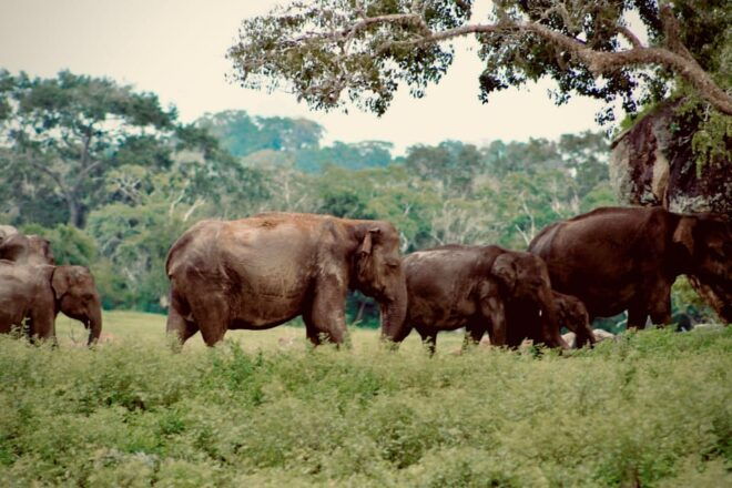 Full-Day Wild Safari in Kumana National Park - Expert Guidance