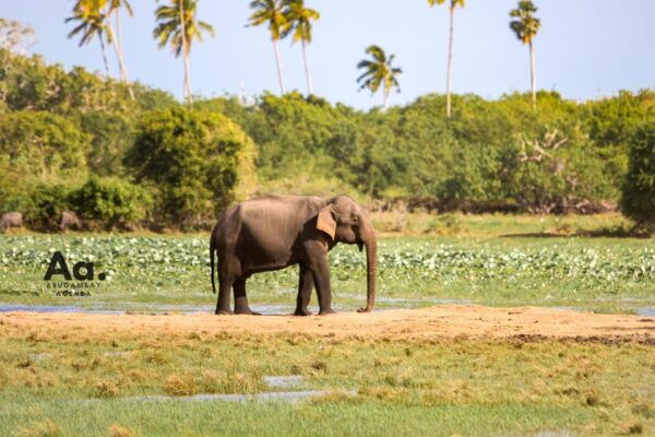 Full-Day Wild Safari in Kumana National Park - What to Bring