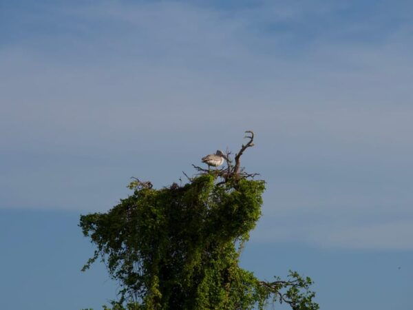 Full-Day Wild Safari in Kumana National Park - Important Restrictions