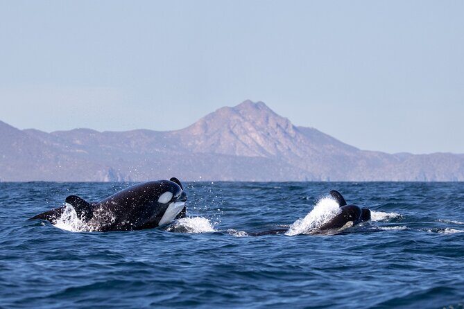 Full Day Wildlife Expedition in the Sea of Cortez - Good To Know