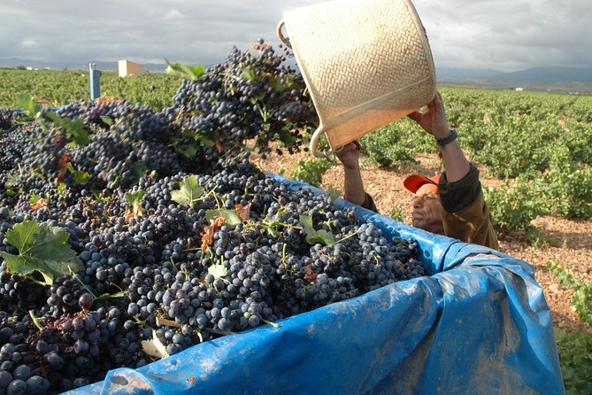 Full-Day Wine Excursion and Visit Goya Birthplace - Scenic Drive Through the Wine Region