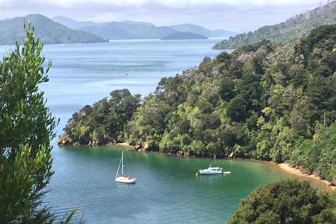 Full-Day Wine Gourmet and Scenic Delight Tour of Marlborough From Blenheim - Traveler Reviews and Ratings