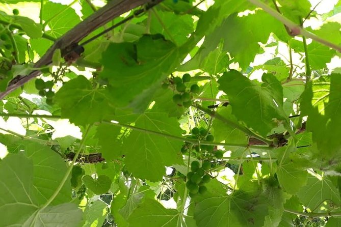 Full Day Wine Tasting in Stellenbosch, Franschoek & Paarl Fees Included - Exclusive Wine Estate Owned by Sir Richard Branson