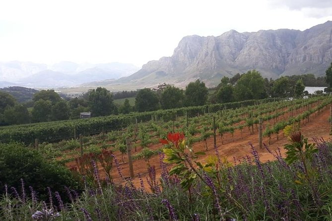 Full Day Wine Tasting in Stellenbosch, Franschoek & Paarl Fees Included - Hidden Gem Exploration in Stellenbosch, Franschhoek, and Paarl