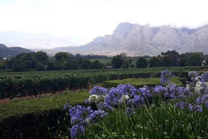 Full Day Wine Tasting in Stellenbosch, Franschoek & Paarl Fees Included - Customer Reviews and Ratings