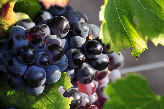 Full Day Wine Tour Around Luberon From Aix En Provence - Reviews and Customer Feedback