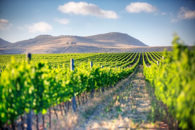 Full Day Wine Tour From Cape Town - Good To Know