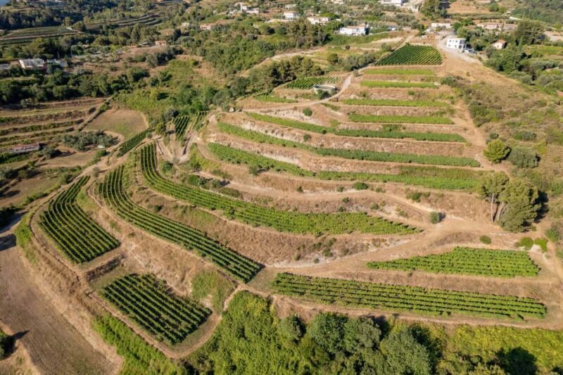 Full-Day Wine Tour in Bellet & Saint-Paul de Vence From Nice - A Comprehensive Review of the Full-Day Wine Tour in Bellet & Saint-Paul de Vence
