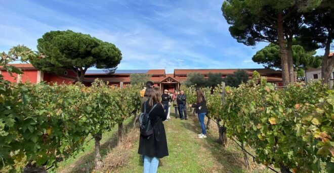 Full Day Wine Tour in Ribera Del Duero - Pickup and Logistics