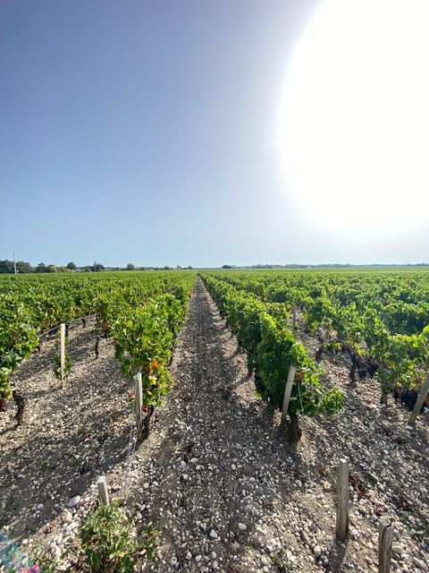 Full Day Wine Tour in Saint Emilion & Margaux - Pricing and Reservation Options
