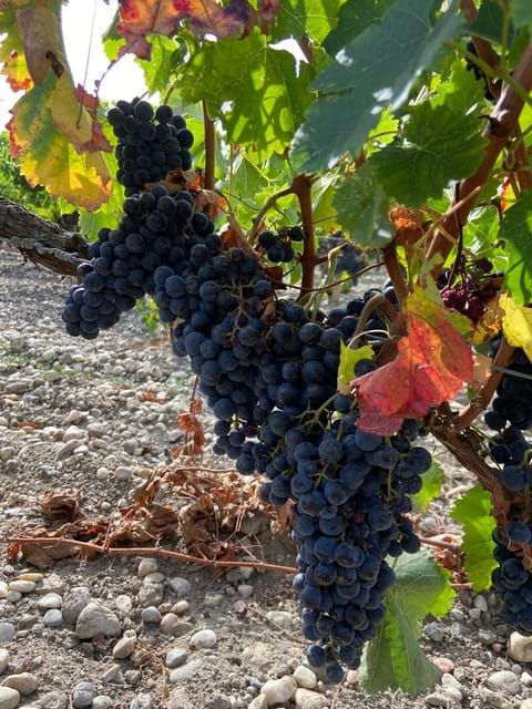 Full Day Wine Tour in Saint Emilion & Margaux - Inclusions of the Tour