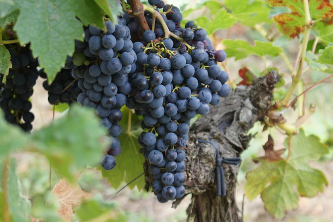 Full-Day Wine Tour in Saint-Emilion (Premium Sedan) - Review Details