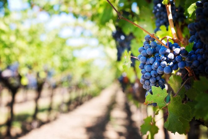 Full Day Wine Tour in Sussex and Kent - Additional Information