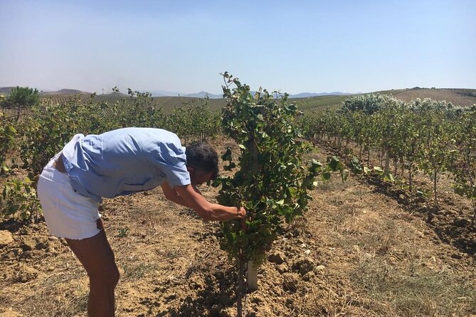Full-Day Wine Tour in Western Sicily - Cancellation Policy