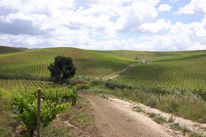 Full-Day Wine Tour in Western Sicily - Traveler Photos and Reviews
